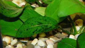 Xenococcus v akváriu: popis, príznaky, boj